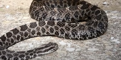 Detroit snake